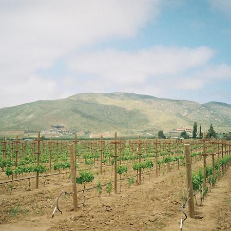 Alma Liebre Vinedos Del Valle Valle de Guadalupe Exterior foto