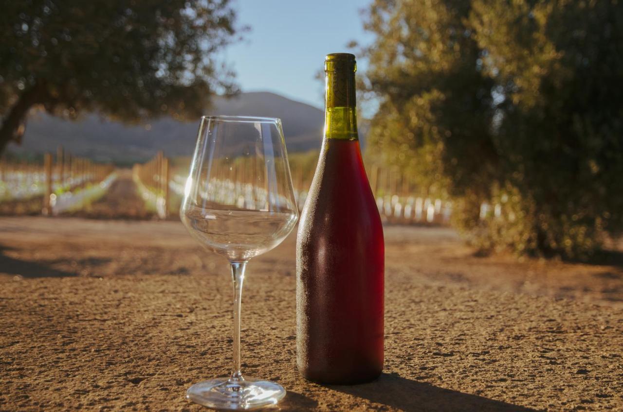 Alma Liebre Vinedos Del Valle Valle de Guadalupe Exterior foto