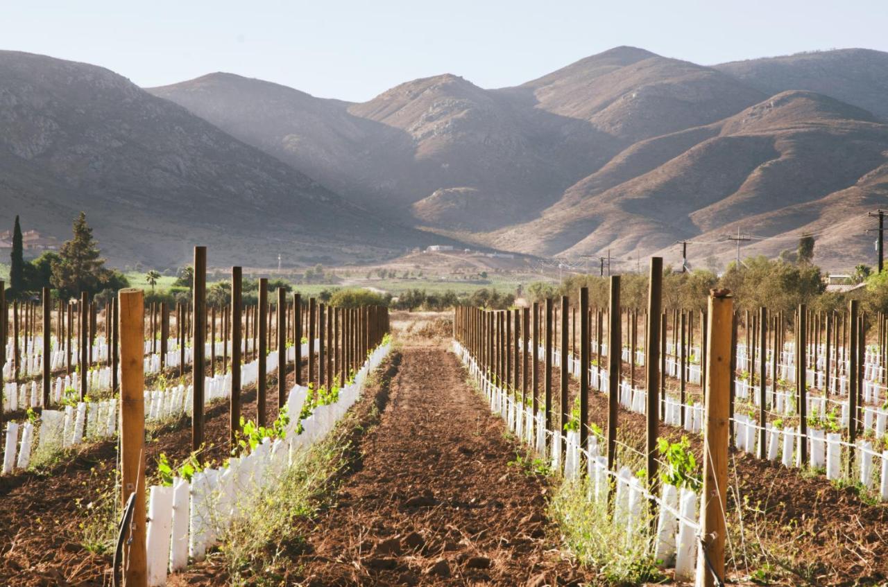Alma Liebre Vinedos Del Valle Valle de Guadalupe Exterior foto