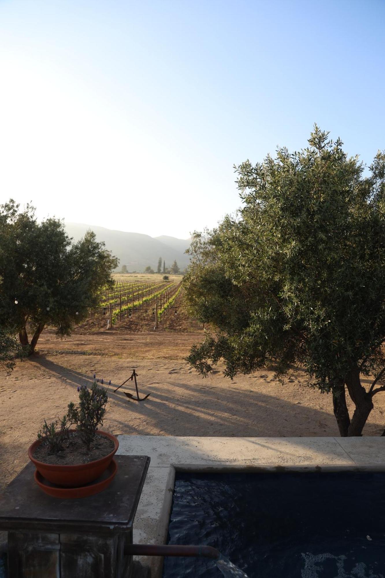 Alma Liebre Vinedos Del Valle Valle de Guadalupe Exterior foto