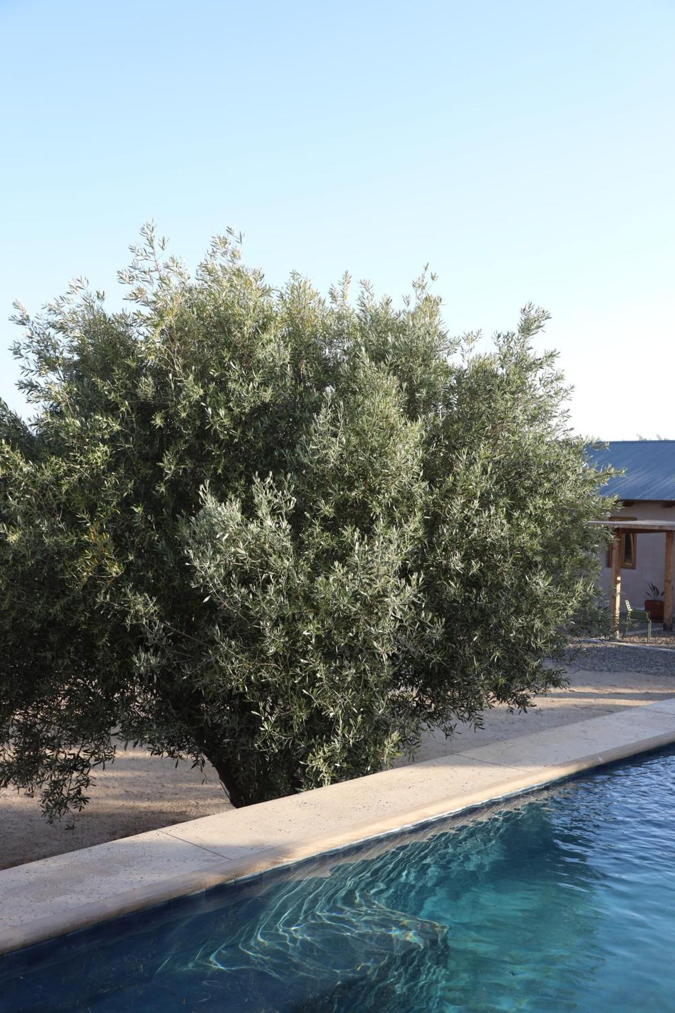 Alma Liebre Vinedos Del Valle Valle de Guadalupe Exterior foto